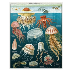 jellyfish-1000-piezas-cavallini