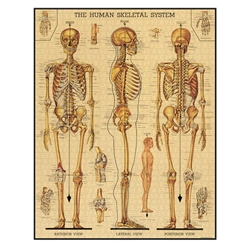 skeletal-system-1000-piezas-cavallini