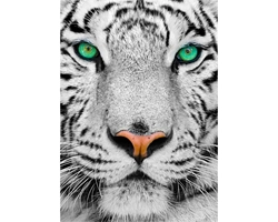 tigre-blanco-siberiano-1000-piezas-enjoy